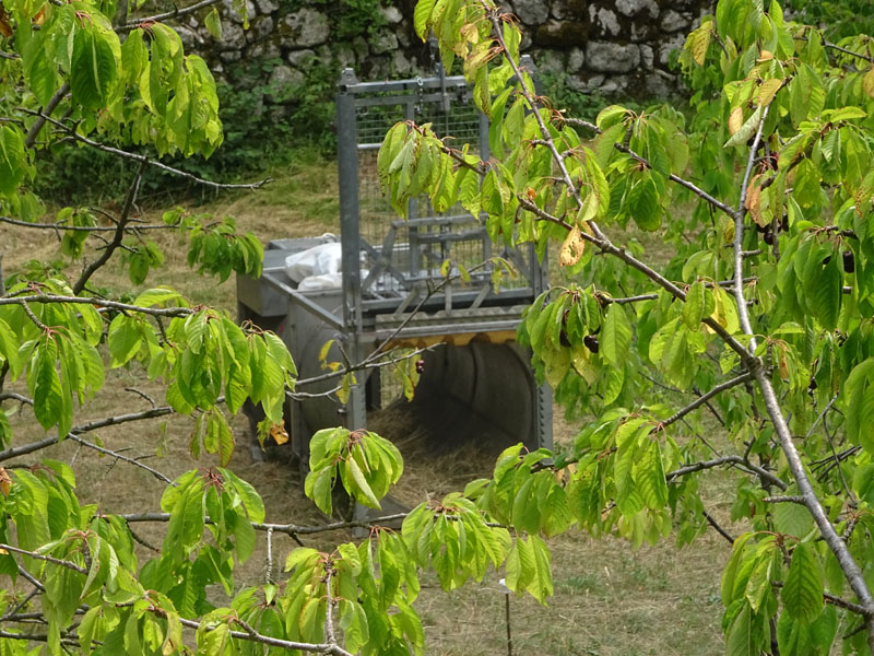 cartelli presenza orso - Ursus arctos